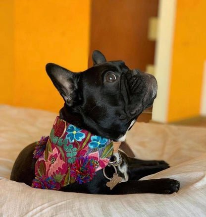 A furry friend dons a stylish Chiapas bandana, blending tradition and fashion for a charming and unique look.