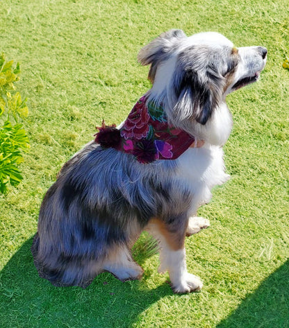 A dog proudly wears a colorful bandana from Chiapas, showcasing the vibrant culture and intricate designs of the region.