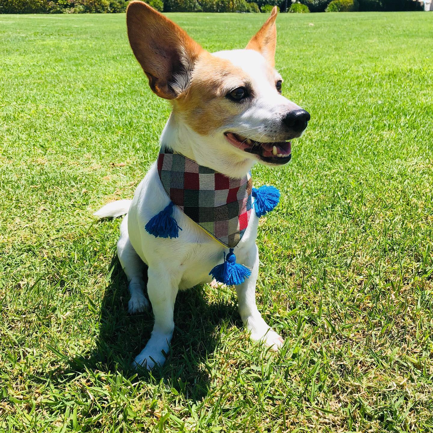 Adorable dog proudly wears a vibrant artisanal bandana, showcasing a colorful array of intricate patterns and designs.