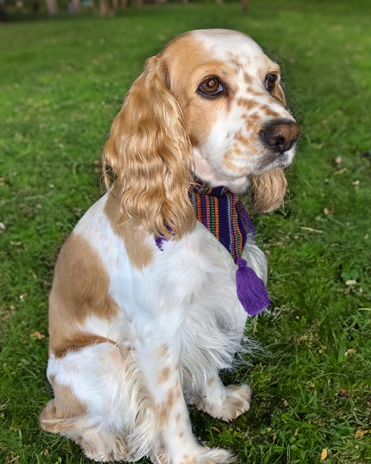 A proud Cocker Spaniel shows off its style with a vibrant Mexican purple bandana, adding a touch of cultural flair to its charm.