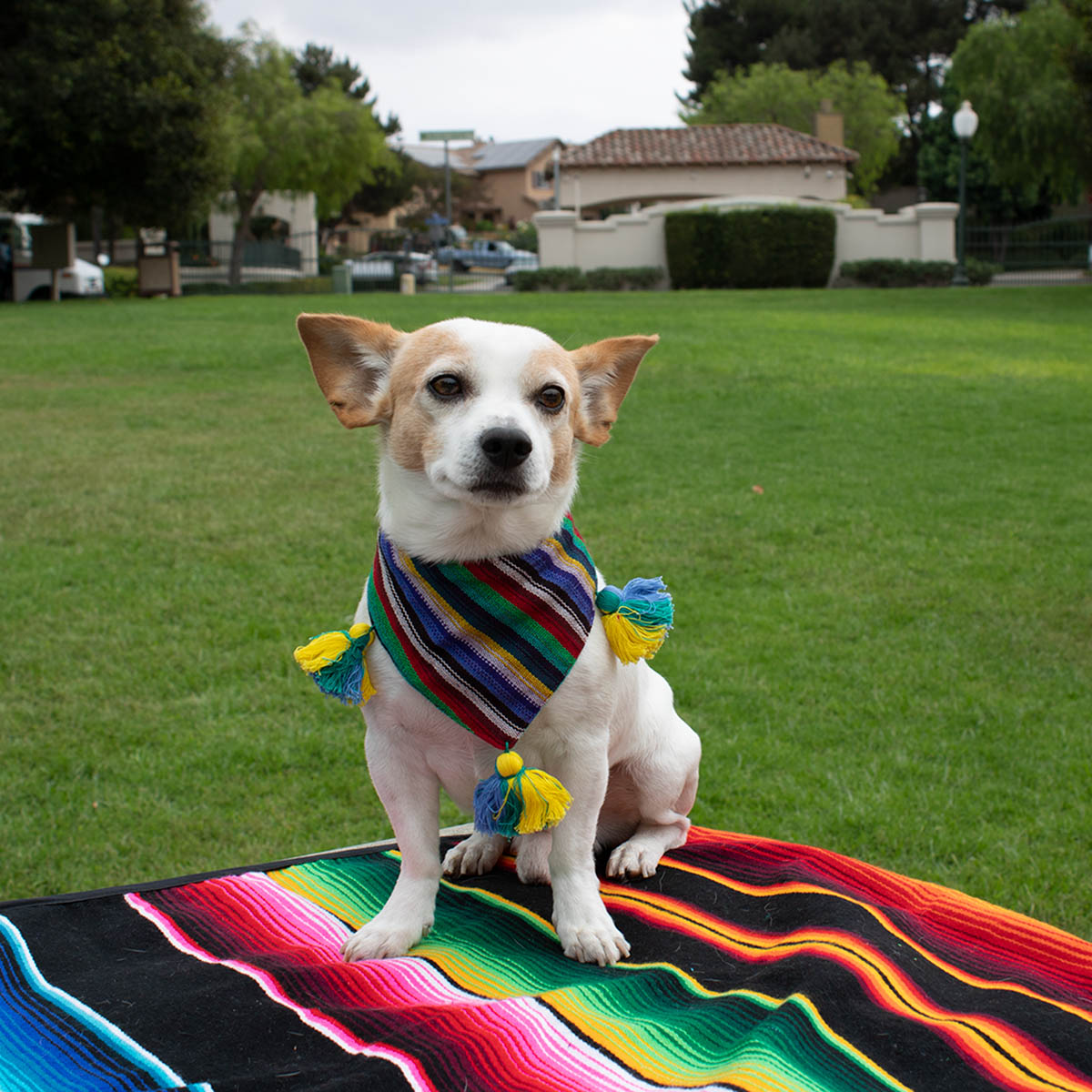 A contented pup relaxes on a colorful Mexican blanket, sporting a matching bandana with pride, embodying the spirit of Mexico's warmth and vibrancy