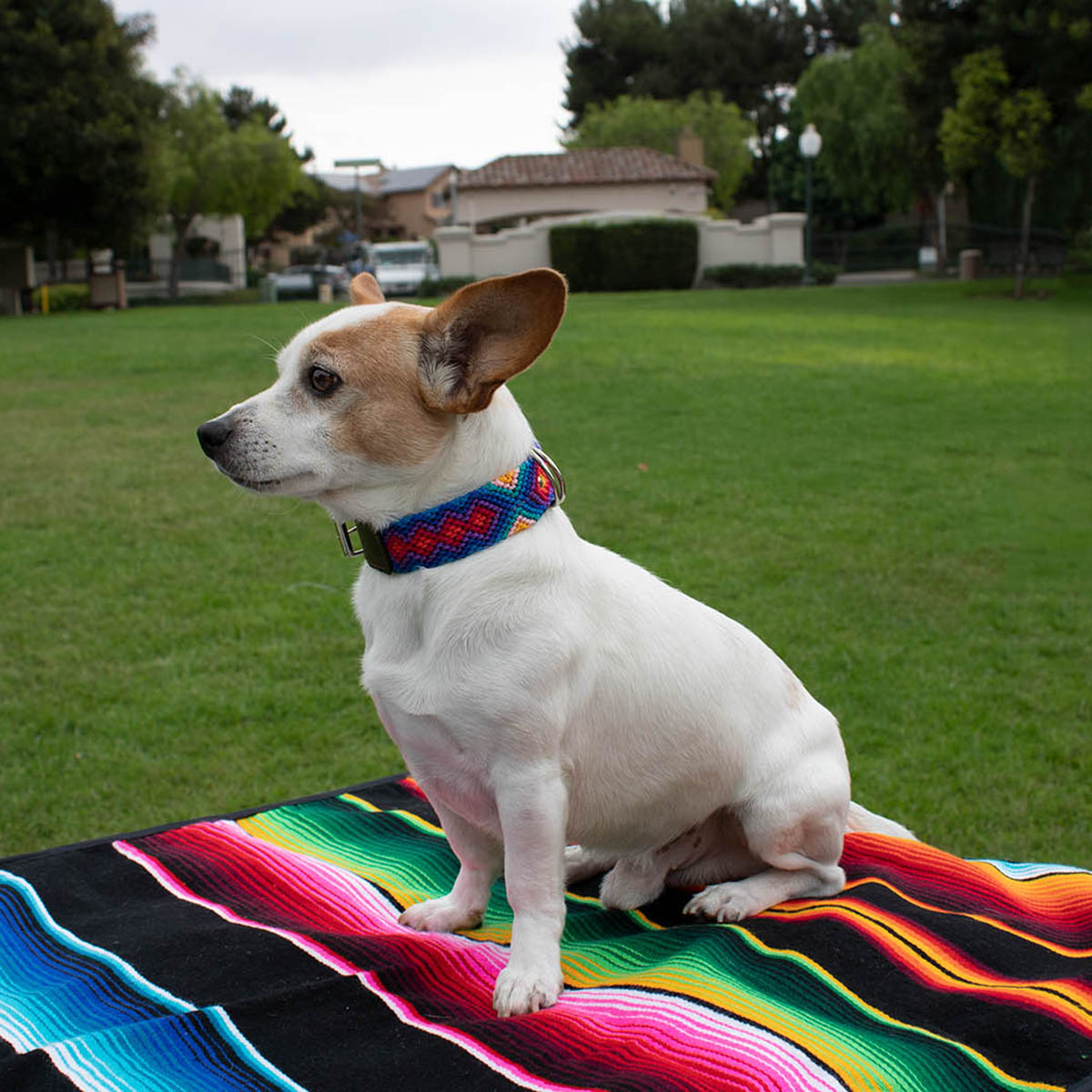 Handwoven Collar 8"