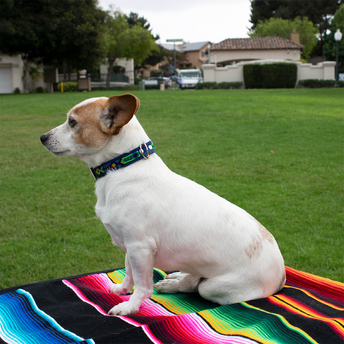 A precious Chihuahua proudly sports a leather artisanal collar, while sitting on a Mexican handmade blanket