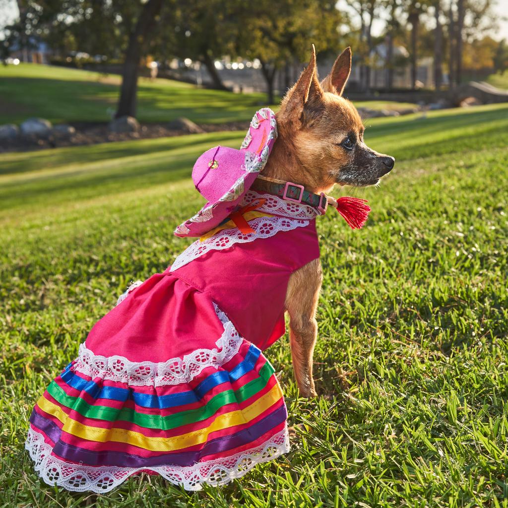 Mexican dog clothes hotsell