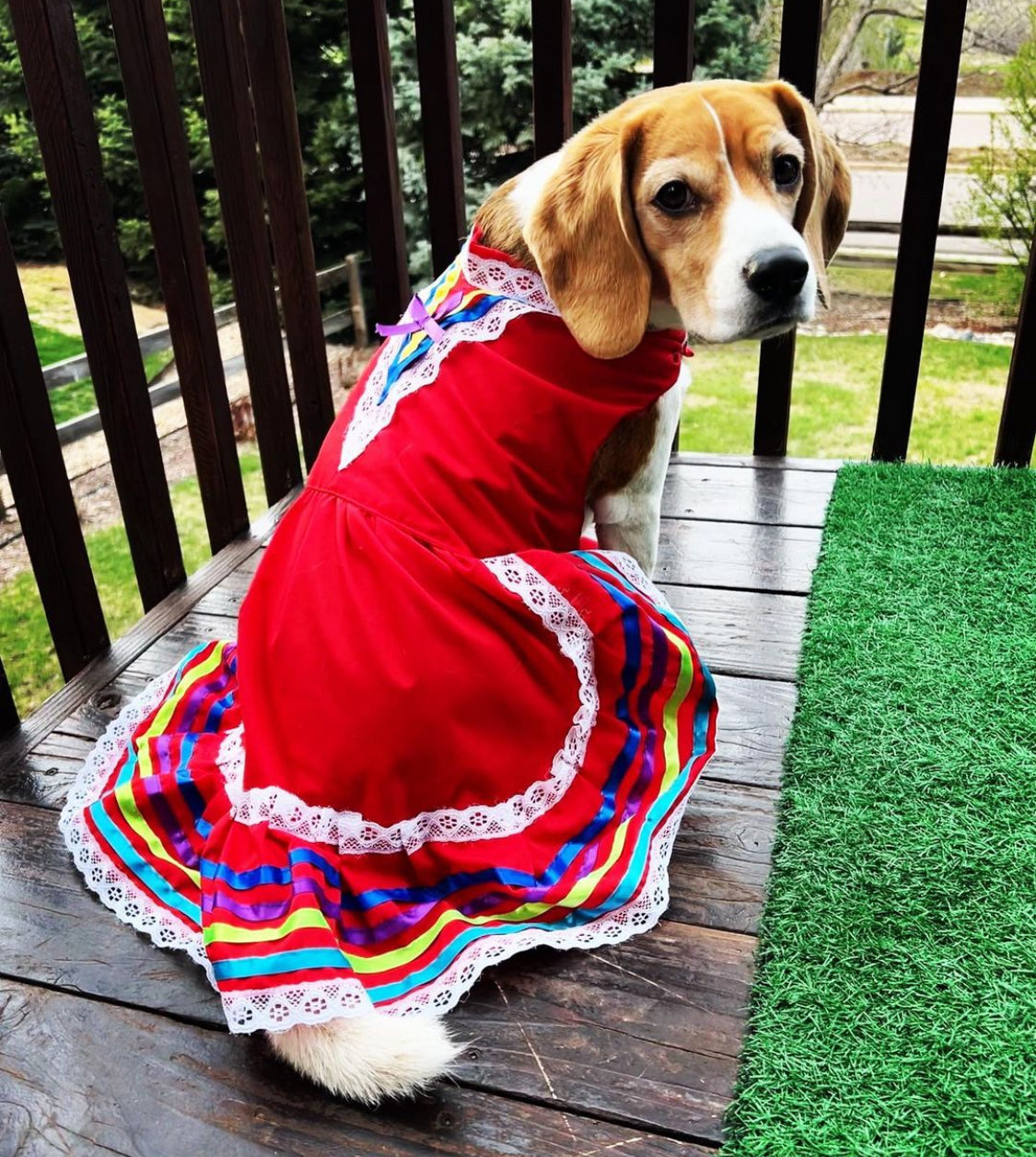 Beagle puppy clothes best sale